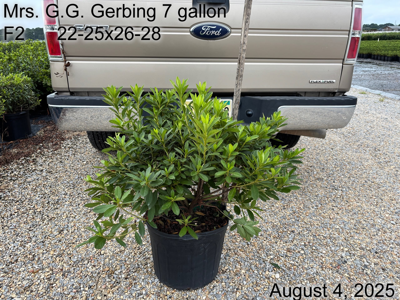 gallery/gg7 f2 aug25.jpg